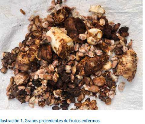 Daños y estimación de pérdidas Daños y estimación de pérdidas