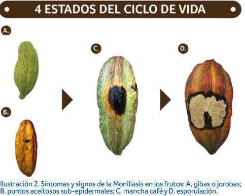 Síntomas y ciclos de la enfermedad Síntomas y ciclos de la enfermedad