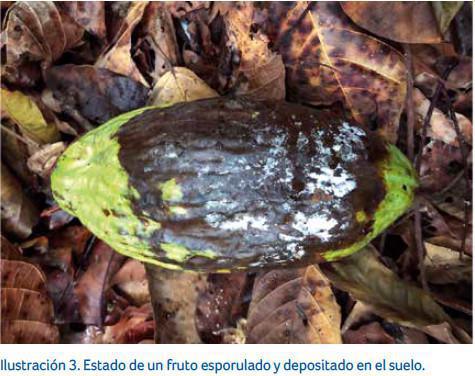 Epidemiología  Epidemiología