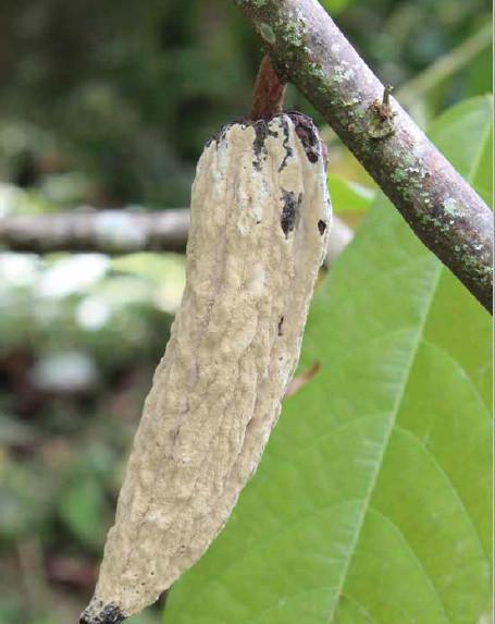 Epidemiología  Epidemiología