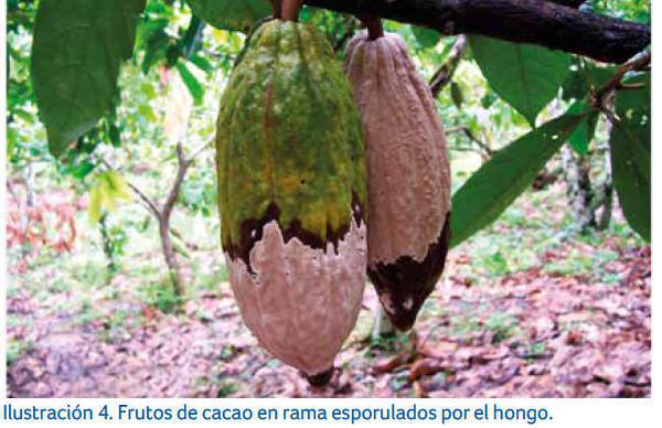 Control de la enfermedad Control de la enfermedad