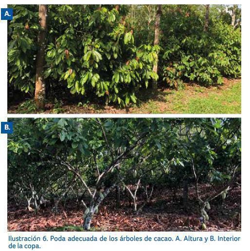 Control de la enfermedad Control de la enfermedad