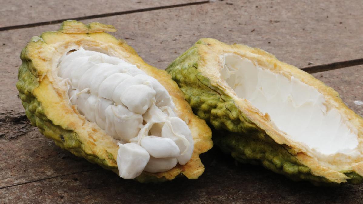 El cacao es un alimento con potencial para mejorar la alimentación de los animales El cacao es un alimento con potencial para mejorar la alimentación de los animales