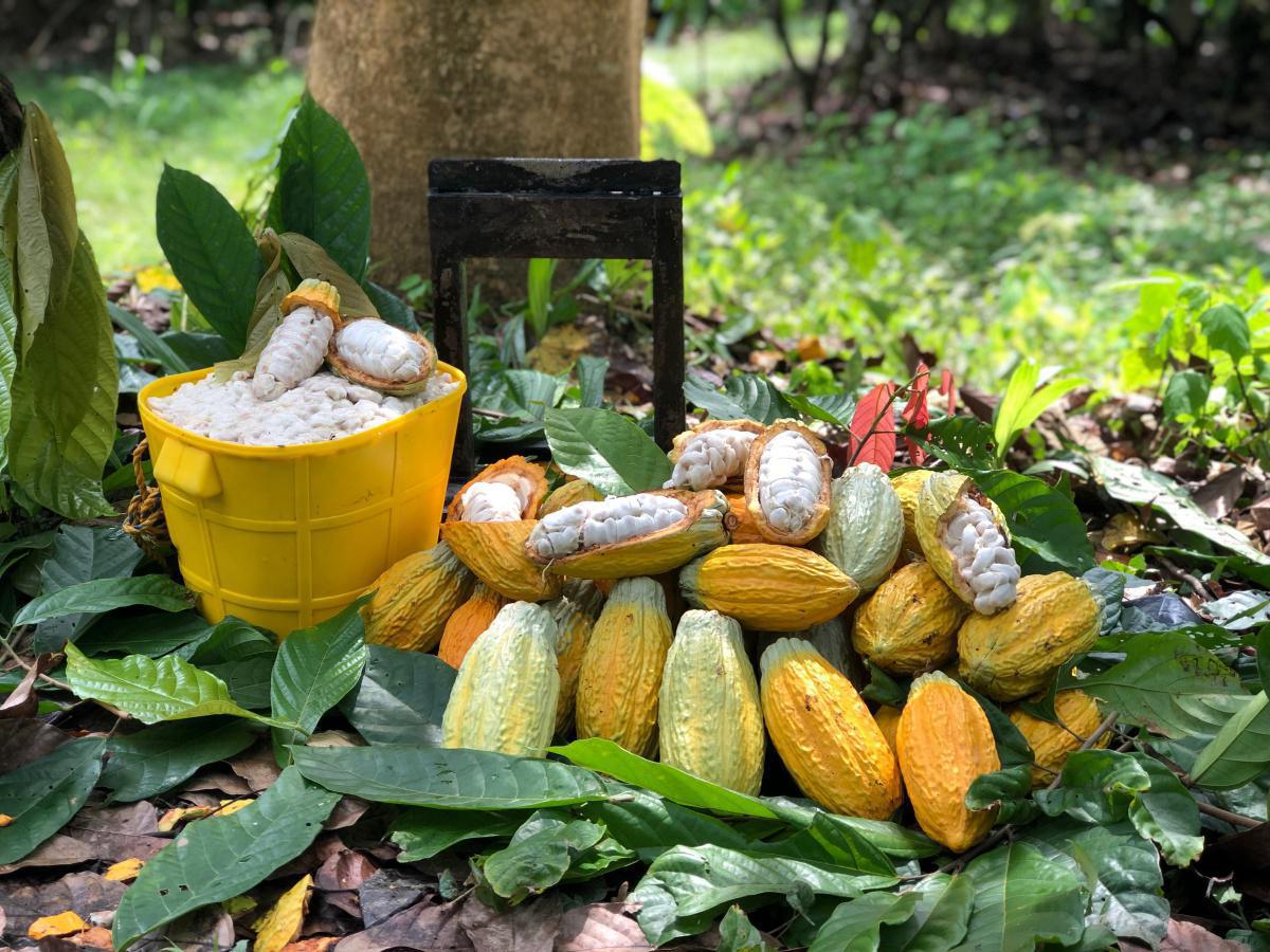 Con innovaciones tecnológicas buscan cambiar el panorama del cacao en Colombia Con innovaciones tecnológicas buscan cambiar el panorama del cacao en Colombia