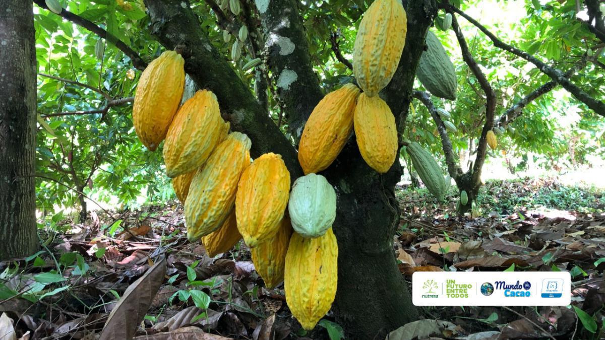 Compañía Nacional de Chocolates primera empresa privada en Colombia en registrar nuevas variedades de cacao Compañía Nacional de Chocolates primera empresa privada en Colombia en registrar nuevas variedades de cacao