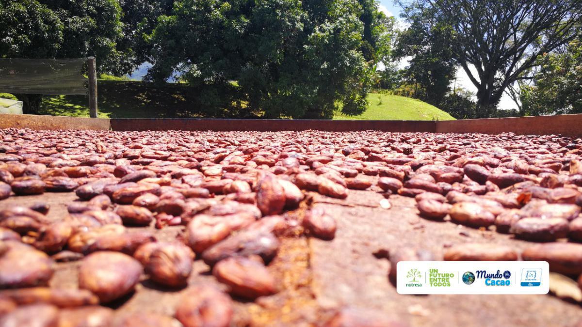 Congreso aprobó la adhesión de Colombia a la Organización Internacional del Cacao Congreso aprobó la adhesión de Colombia a la Organización Internacional del Cacao