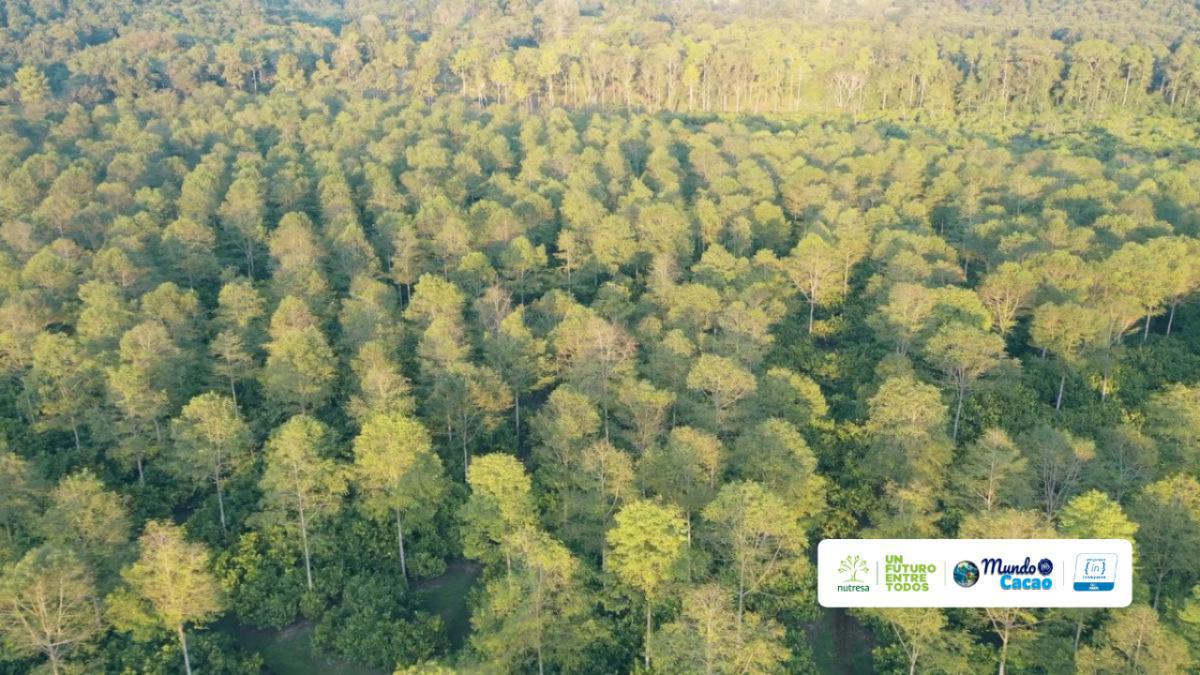 La Organización Internacional del Cacao da la bienvenida a Colombia como 52º país miembro La Organización Internacional del Cacao da la bienvenida a Colombia como 52º país miembro