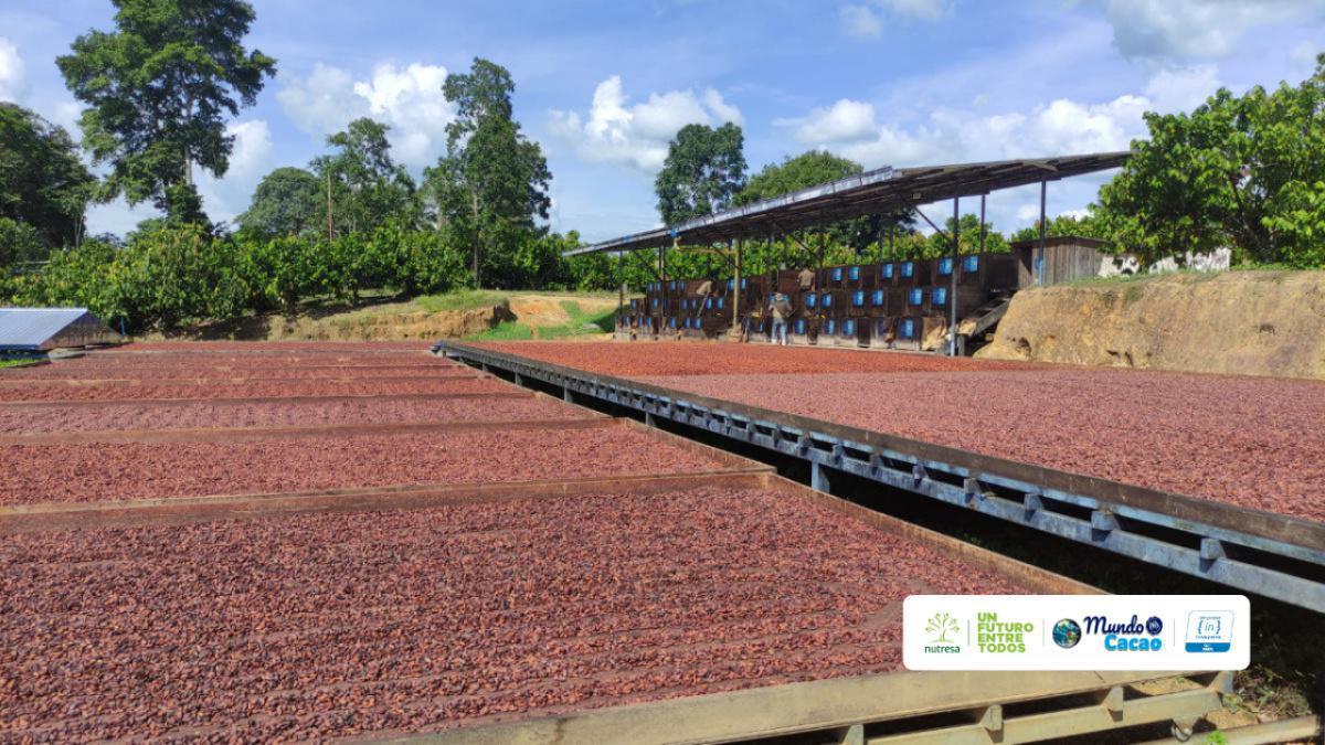 Como las renovaciones llevarán al cacao colombiano a romper nuevos récords en 2022 Como las renovaciones llevarán al cacao colombiano a romper nuevos récords en 2022