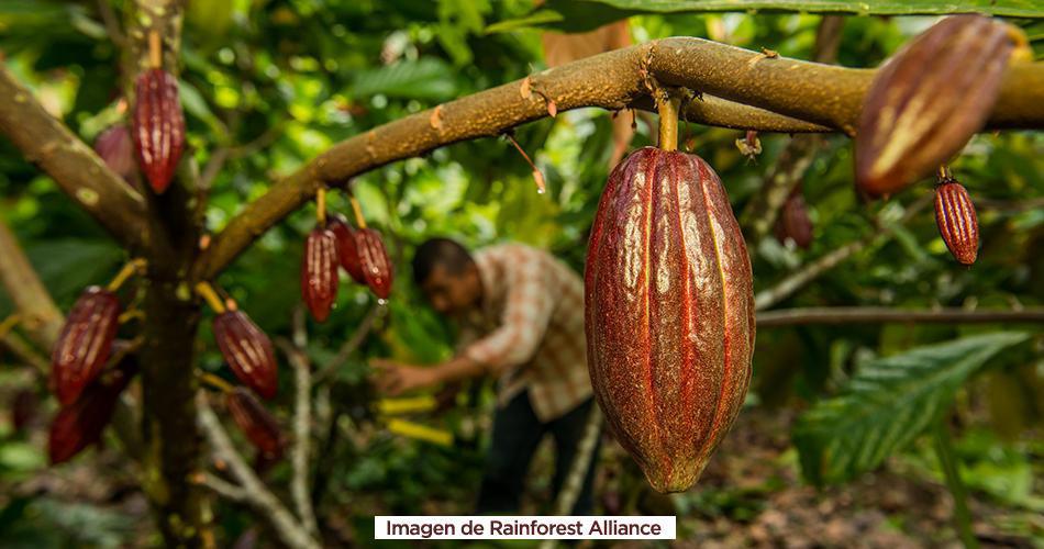 Cacao de la Amazonía colombiana construye paz, no deforesta y sabe bien Cacao de la Amazonía colombiana construye paz, no deforesta y sabe bien