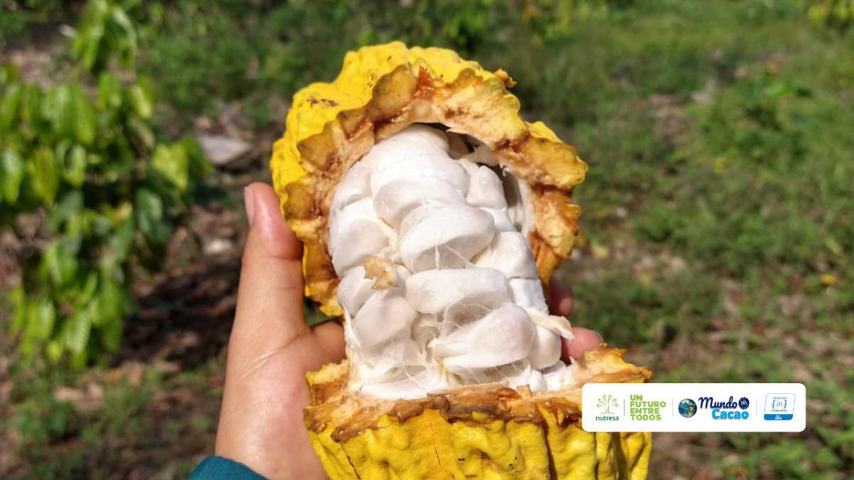 Empresas, investigadores, agricultores, ONG y gobiernos se unen por un cacao sostenible en Sudamérica Empresas, investigadores, agricultores, ONG y gobiernos se unen por un cacao sostenible en Sudamérica