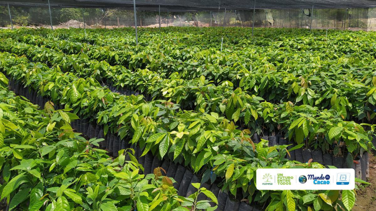 La Extensión Agropecuaria: más allá del cultivo, le apuesta al desarrollo integral del campo colombiano La Extensión Agropecuaria: más allá del cultivo, le apuesta al desarrollo integral del campo colombiano