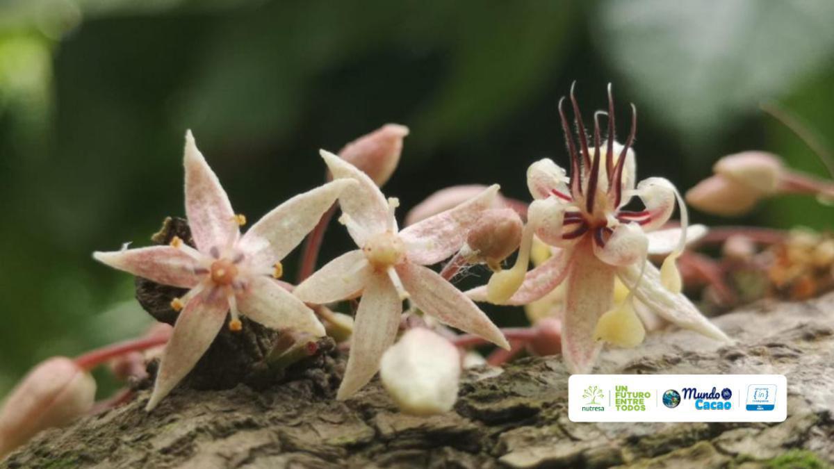 ICCO obtiene fondos de la OMC y la UE para abordar la contaminación por cadmio en cacao ICCO obtiene fondos de la OMC y la UE para abordar la contaminación por cadmio en cacao