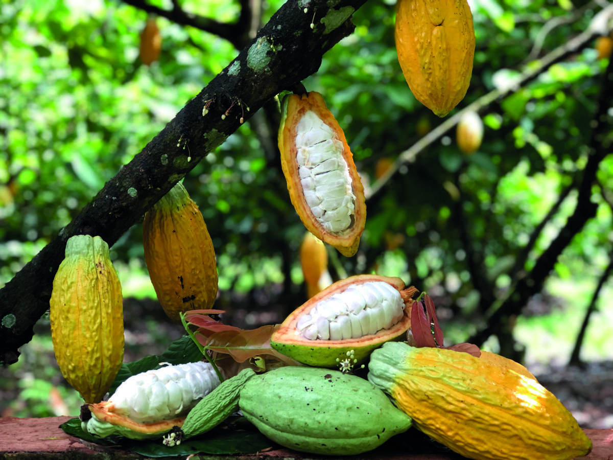 Origen e historia del cacao Origen e historia del cacao