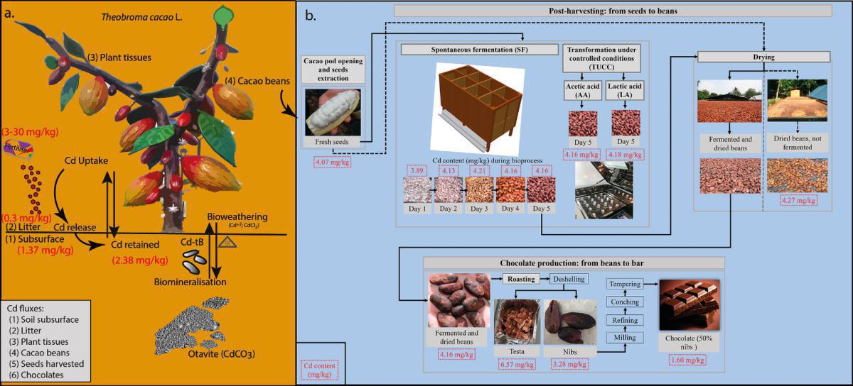 Aportes a la mitigación de los niveles de cadmio en la producción cacaotera de Colombia, Perú y Trinidad y Tobago Aportes a la mitigación de los niveles de cadmio en la producción cacaotera de Colombia, Perú y Trinidad y Tobago