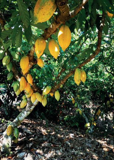 Expansión del cultivo en Ámerica  Expansión del cultivo en Ámerica