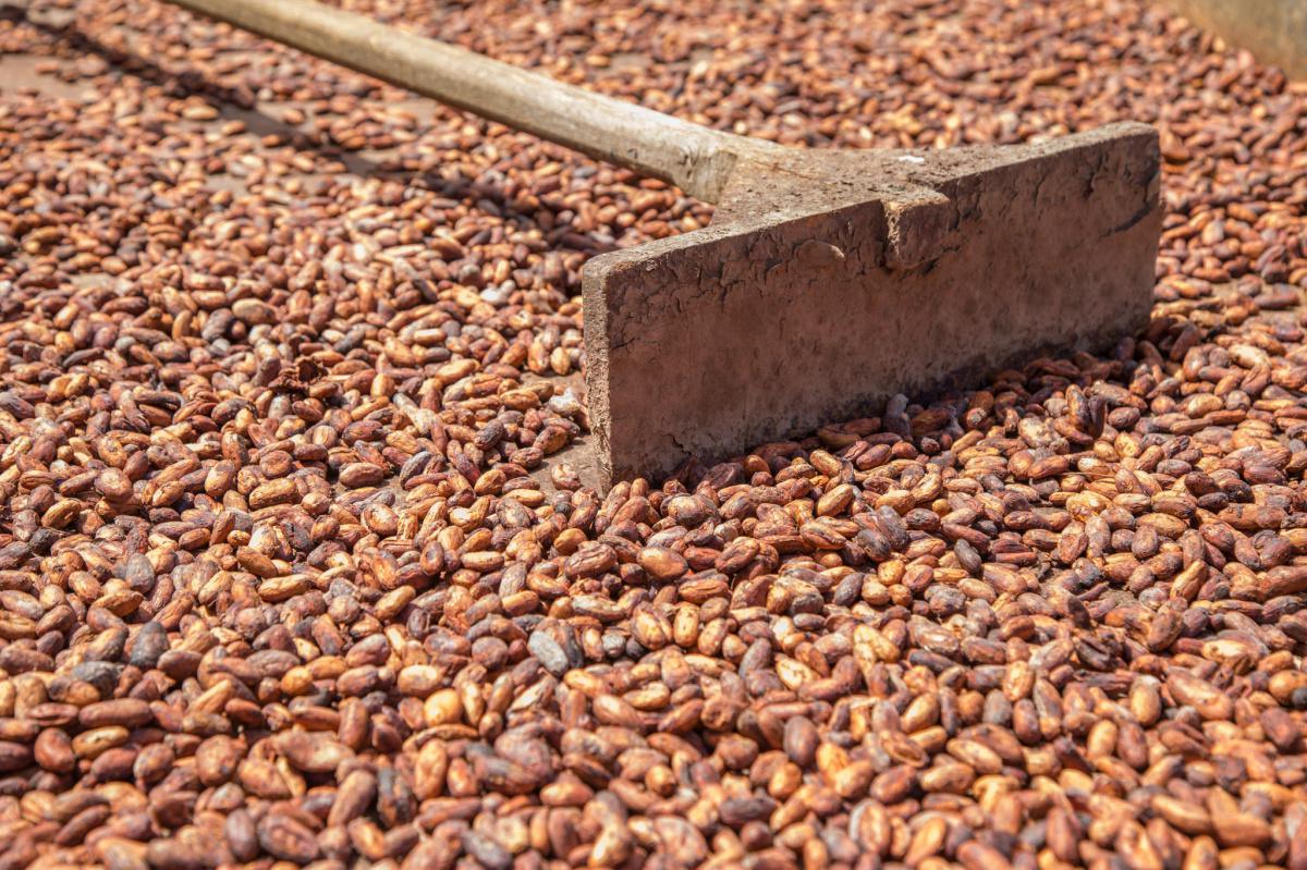 ICCO prevé un déficit mundial de cacao de 174,000 toneladas para 2021-2022 ICCO prevé un déficit mundial de cacao de 174,000 toneladas para 2021-2022