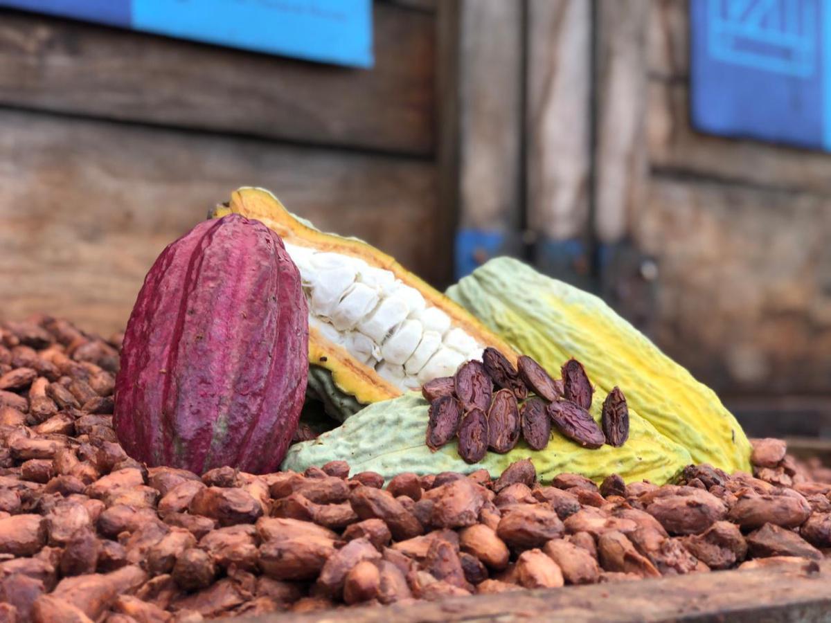 Historia del cacao en Colombia Historia del cacao en Colombia