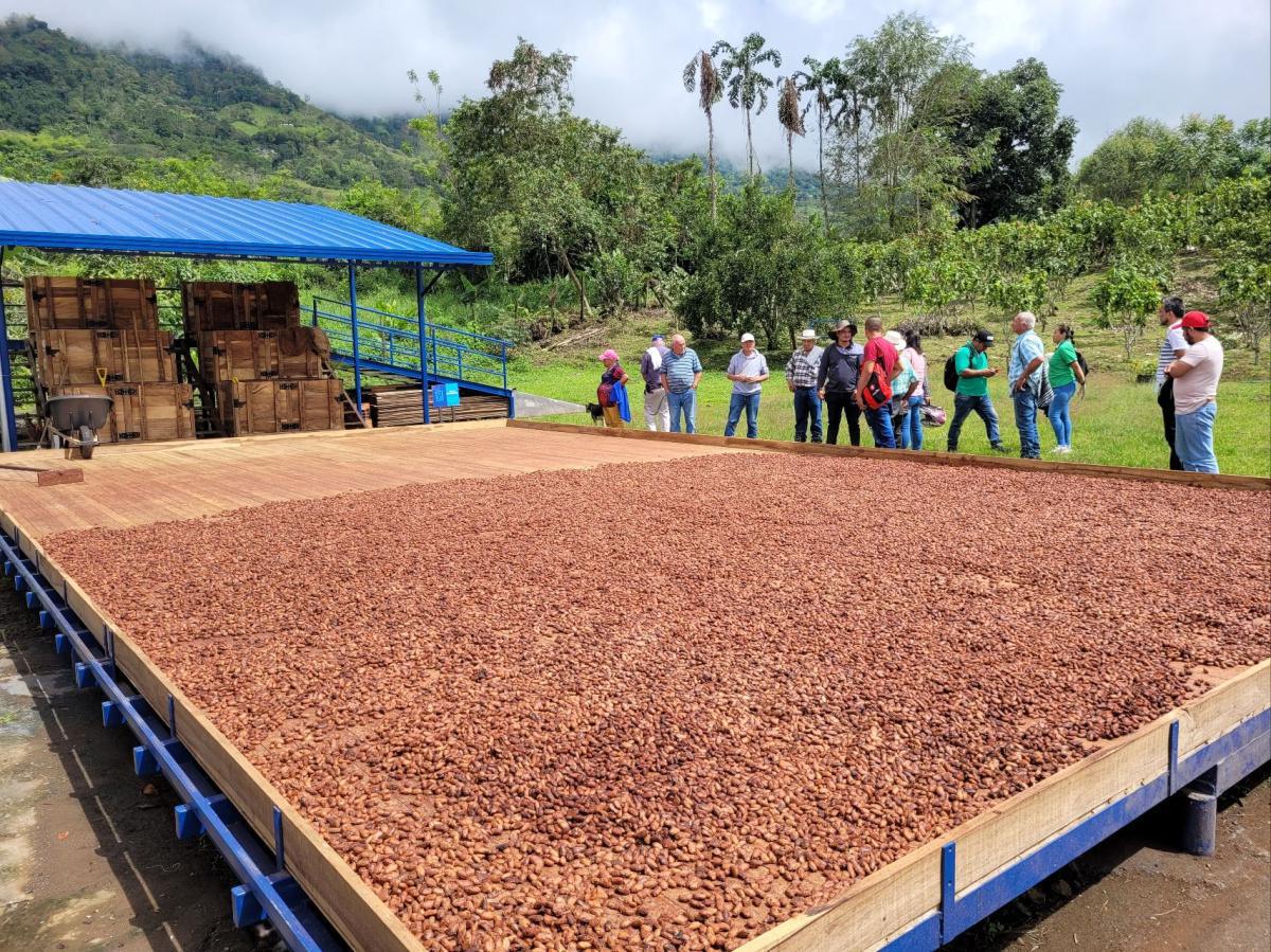 Proyecto Biosuroeste busca fortalecer a cacaocultores en soluciones tecnológicas Proyecto Biosuroeste busca fortalecer a cacaocultores en soluciones tecnológicas