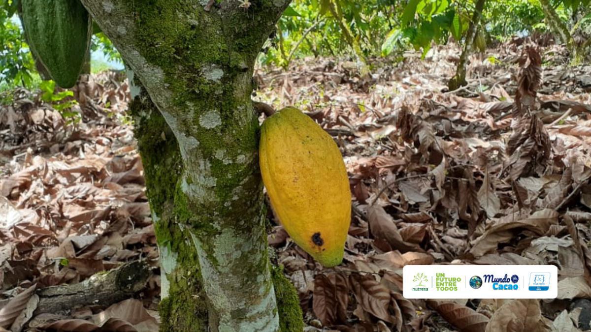 Manejo integrado de plagas (MIP) en cacaotales Manejo integrado de plagas (MIP) en cacaotales