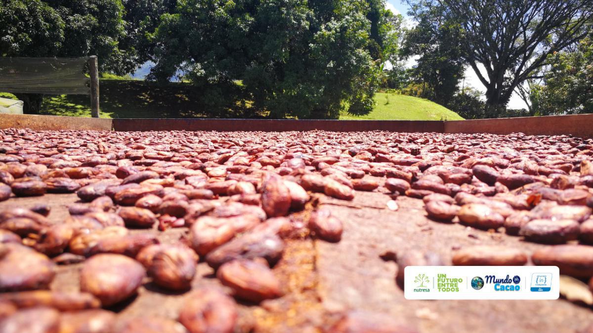 Chocolate Latinoamericano Sostenible Chocolate Latinoamericano Sostenible