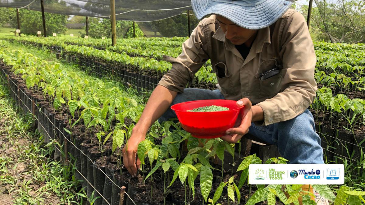 Nutrición eficiente del cultivo de cacao Nutrición eficiente del cultivo de cacao