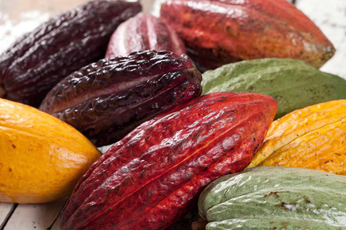 Principales tipos de cacao Principales tipos de cacao