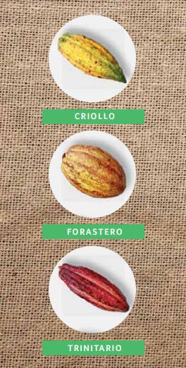 Principales tipos de cacao Principales tipos de cacao