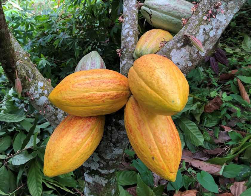Clones o materiales de cacao utilizados en Colombia Clones o materiales de cacao utilizados en Colombia