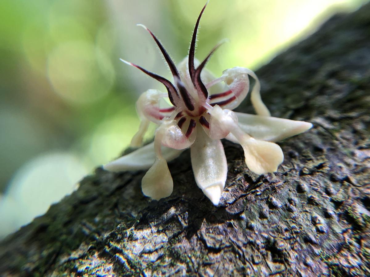 Propagación sexual Propagación sexual