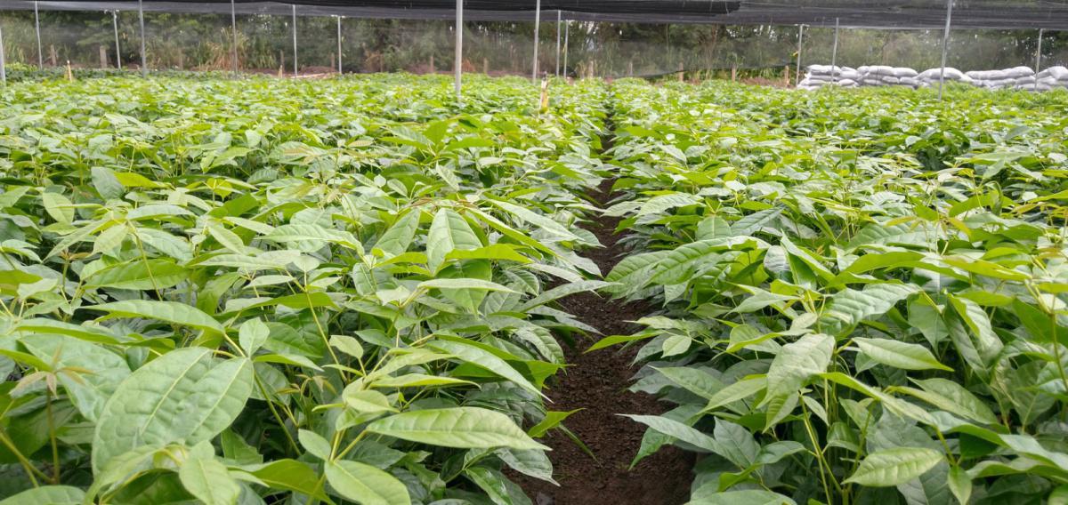 Propagación asexual o vegetativa Propagación asexual o vegetativa