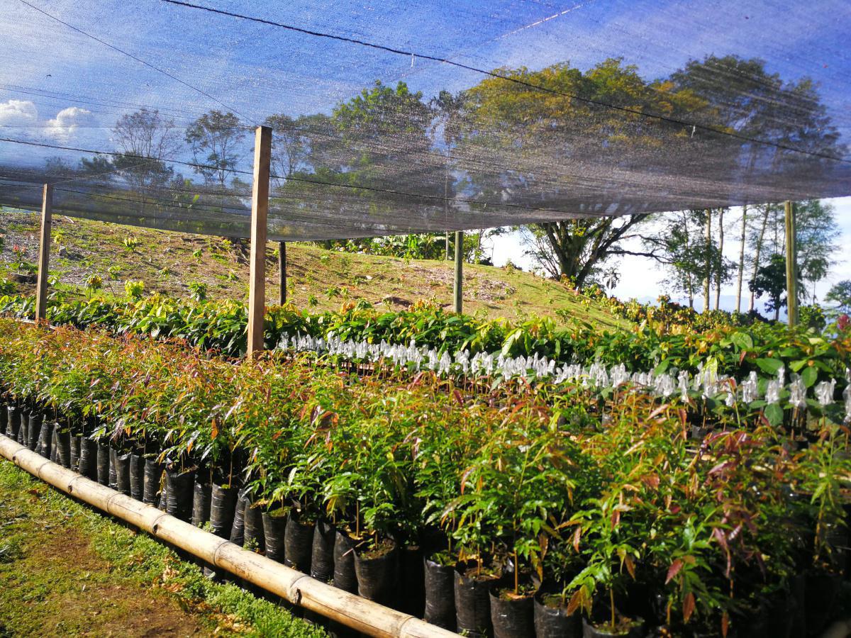 Propagación por injerto Propagación por injerto