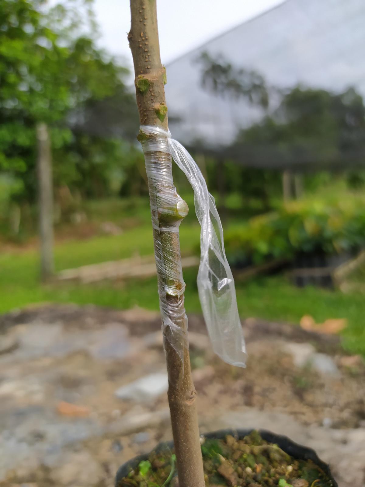 Propagación por injerto Propagación por injerto