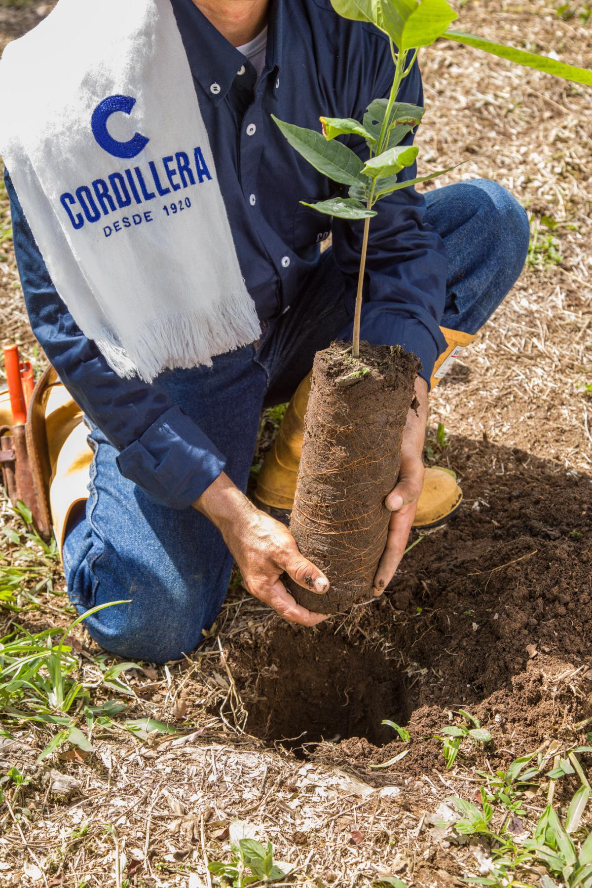 Sustratos utilizados en vivero Sustratos utilizados en vivero