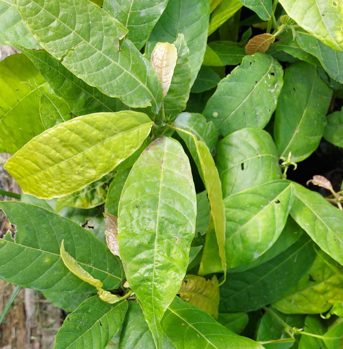 Aspectos nutricionales para la producción de clones de cacao Aspectos nutricionales para la producción de clones de cacao