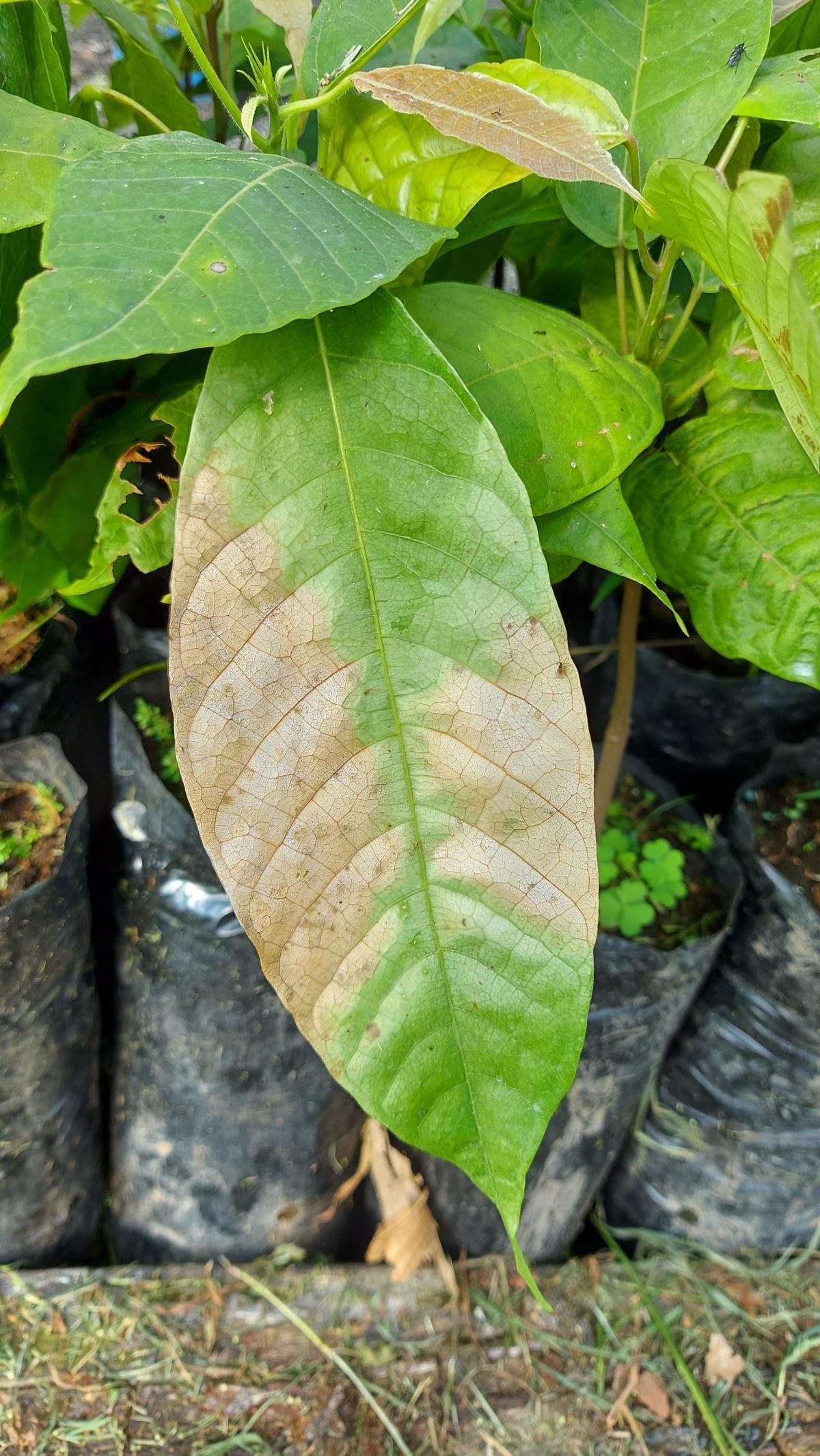 Aspectos nutricionales para la producción de clones de cacao Aspectos nutricionales para la producción de clones de cacao