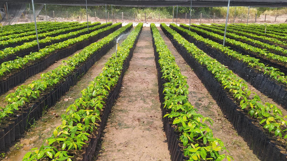 Terreno para semilleros Terreno para semilleros