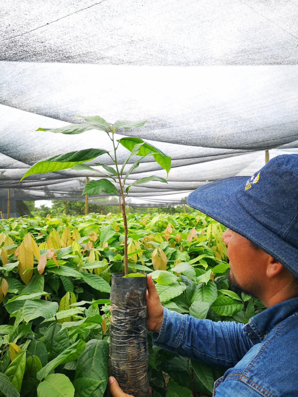Llenado de bolsas Llenado de bolsas