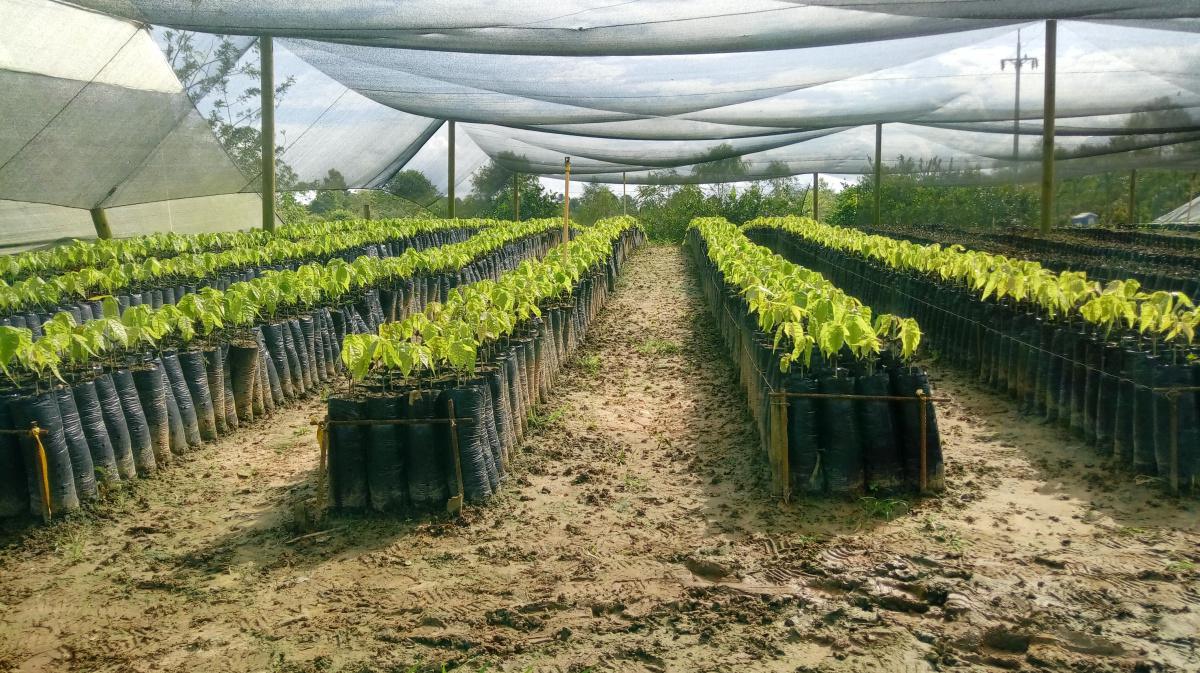 Ubicación de bolsas Ubicación de bolsas