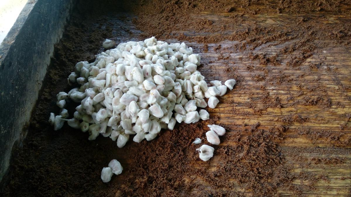 Obtención de la semilla Obtención de la semilla