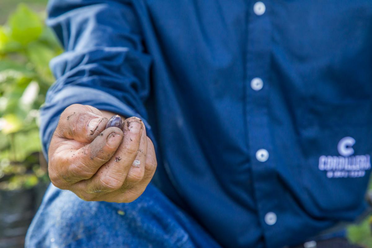 Siembra de la semilla Siembra de la semilla