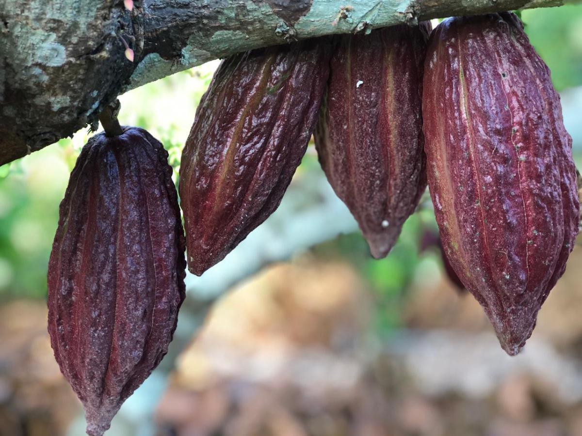 Tecnología brasileña ayuda a productores a identificar nuevas enfermedades y plagas del cacao Tecnología brasileña ayuda a productores a identificar nuevas enfermedades y plagas del cacao