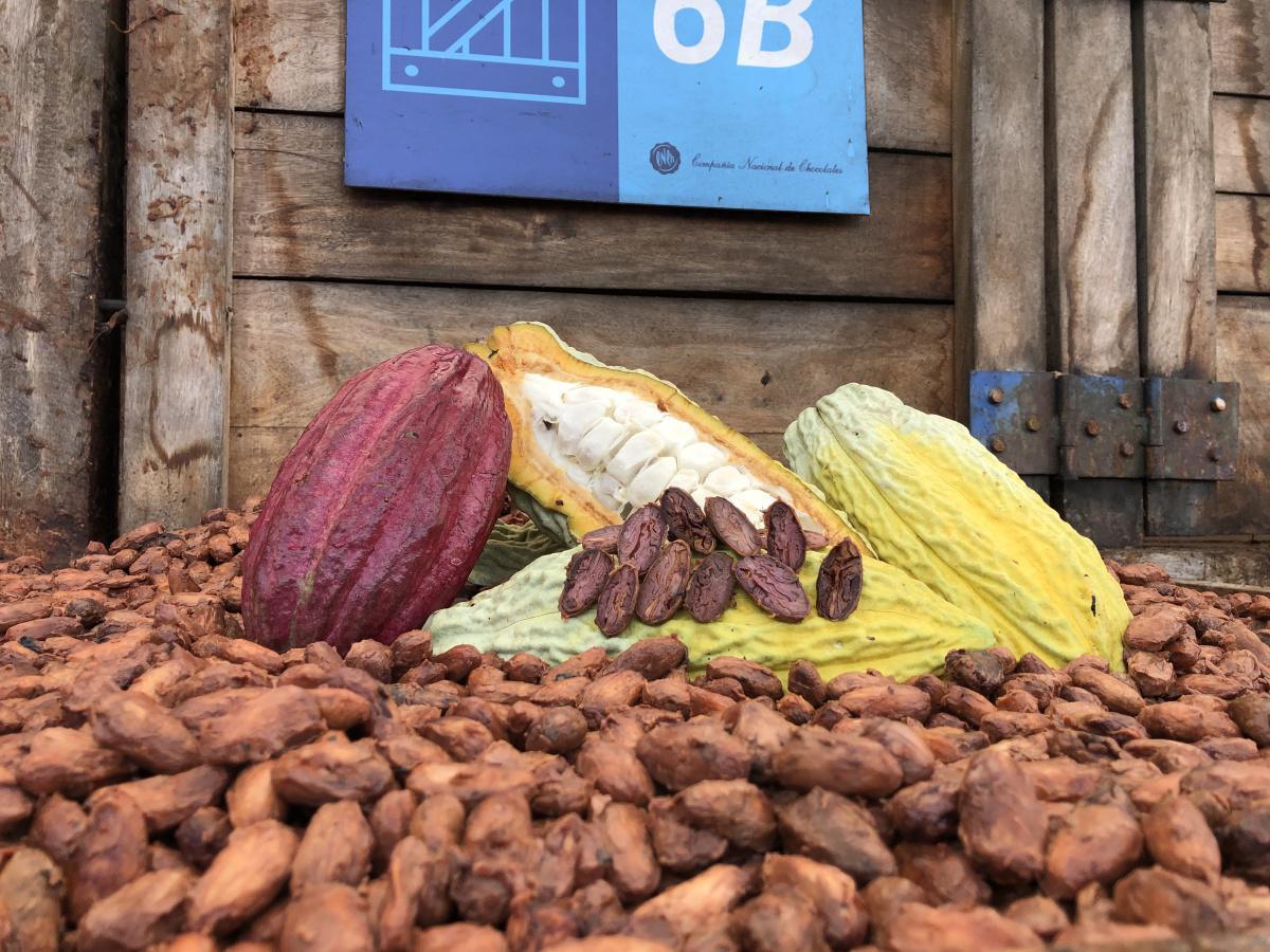 Tecnología brasileña ayuda a productores a identificar nuevas enfermedades y plagas del cacao Tecnología brasileña ayuda a productores a identificar nuevas enfermedades y plagas del cacao
