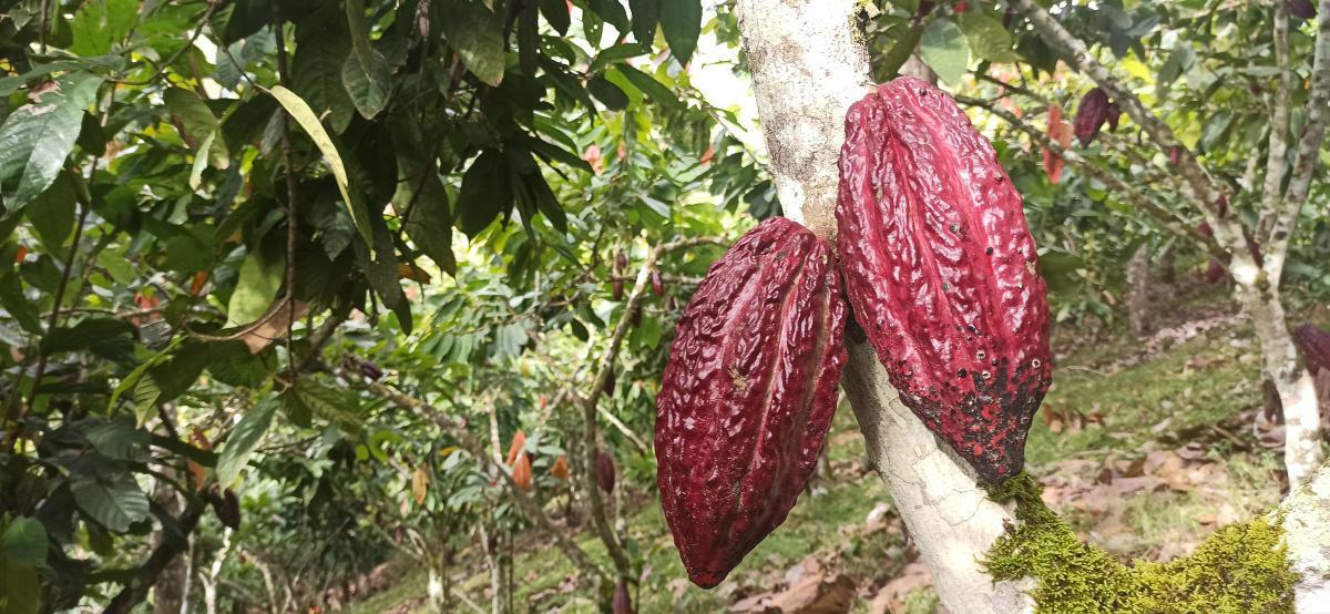 El cacao frena la deforestación e impulsa los bonos de carbono en Colombia El cacao frena la deforestación e impulsa los bonos de carbono en Colombia