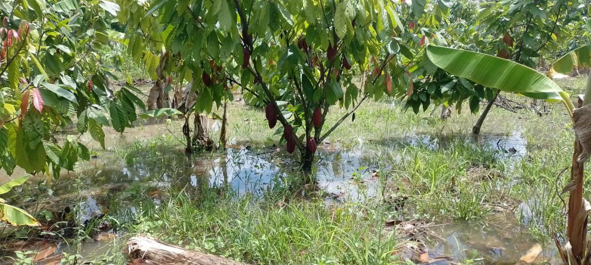 Año cacaotero 2021-2022 cierra con descenso en producción por intensas lluvias Año cacaotero 2021-2022 cierra con descenso en producción por intensas lluvias
