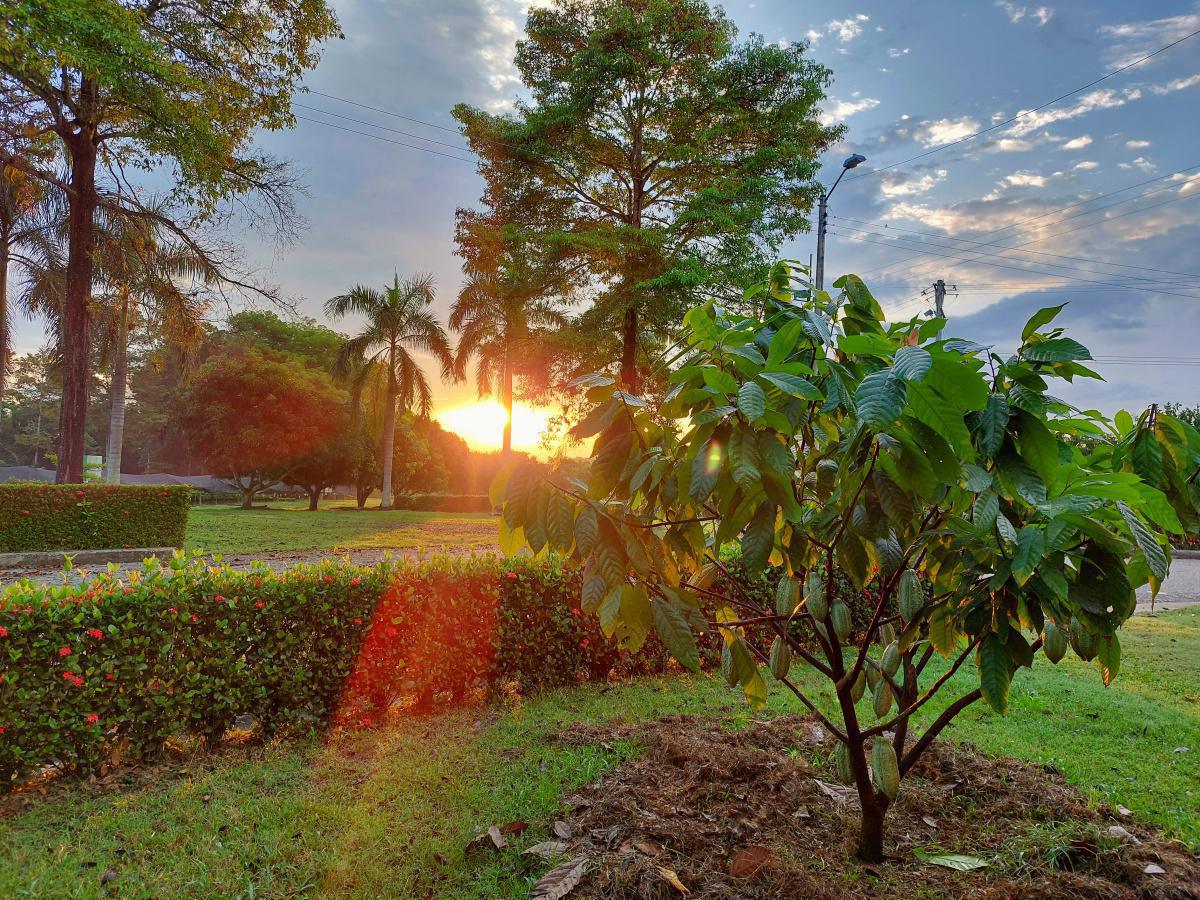 How Cordillera’s Yariguíes Cocoa Farm is cultivating a productive and sustainable future for Colombia’s single-origin cocoa growers How Cordillera’s Yariguíes Cocoa Farm is cultivating a productive and sustainable future for Colombia’s single-origin cocoa growers