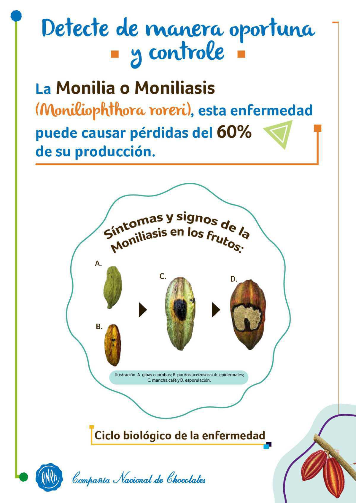 La Monilia o Moniliasis es la enfermedad más grave para la producción del cacao en Colombia La Monilia o Moniliasis es la enfermedad más grave para la producción del cacao en Colombia