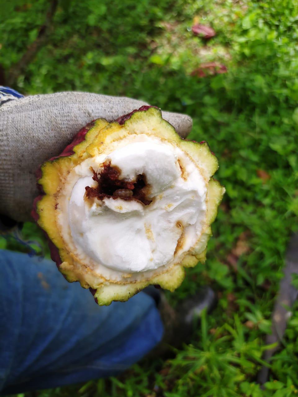 El Pasador de la Mazorca del cacao o Carmenta Negra El Pasador de la Mazorca del cacao o Carmenta Negra