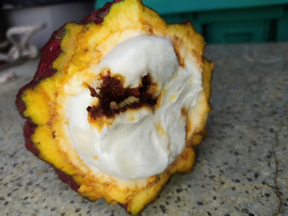 El Pasador de la Mazorca del cacao o Carmenta Negra El Pasador de la Mazorca del cacao o Carmenta Negra