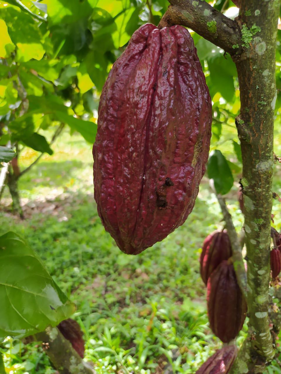 El Pasador de la Mazorca del cacao o Carmenta Negra El Pasador de la Mazorca del cacao o Carmenta Negra