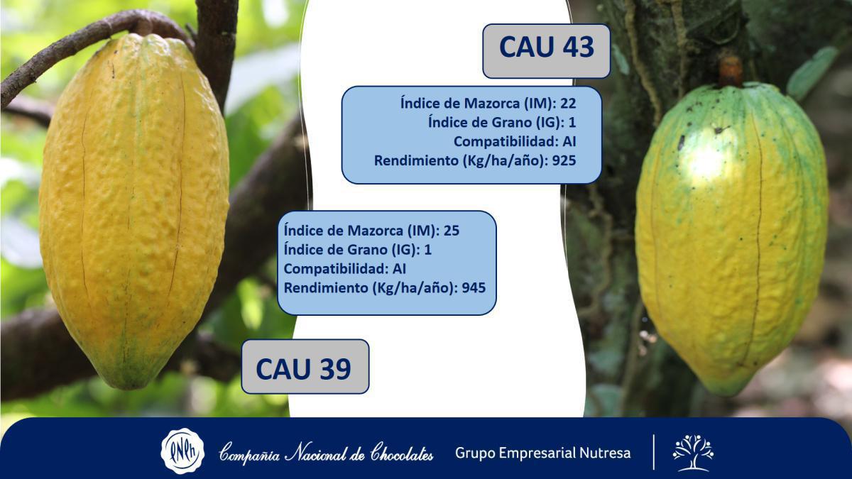Información sobre los materiales genéticos de cacao denominados “Caucasias” Información sobre los materiales genéticos de cacao denominados “Caucasias”